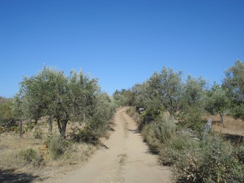 Rota das Oliveiras