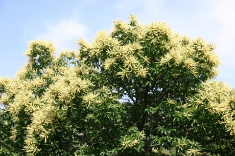 Rota dos Castanheiros em flor