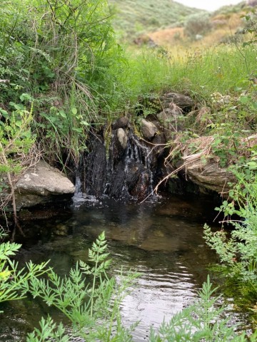 Os encantos dos “Quercus”: Percurso entre carvalhos, sobreiros e azinheiras