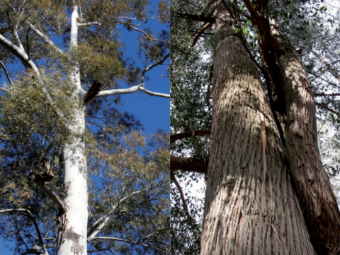 Mata Nacional de Vale de Canas / Praia Fluvial de Palheiros-Zorro
